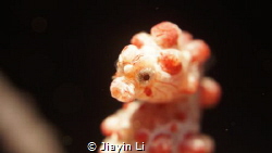 Pygmy seahorses are very cute, I give it to take pictures... by Jiayin Li 